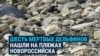 После разлива мазута в Черном море волонтеры находят мертвыми краснокнижных дельфинов 